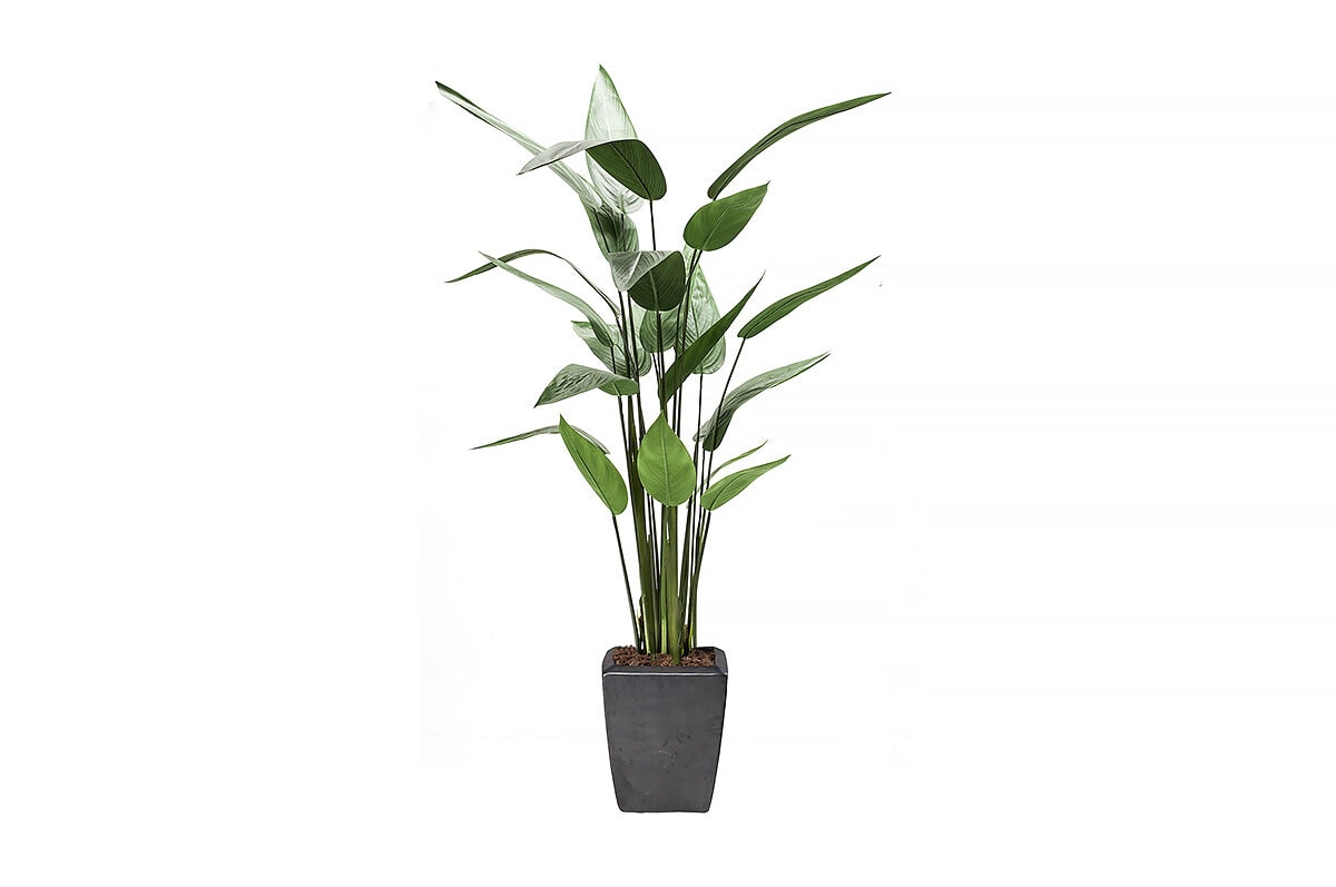 PL01 Heliconia Plant 125cm 419837-2[63]