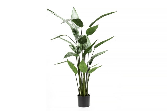 PL01 Heliconia Plant 125cm 419837