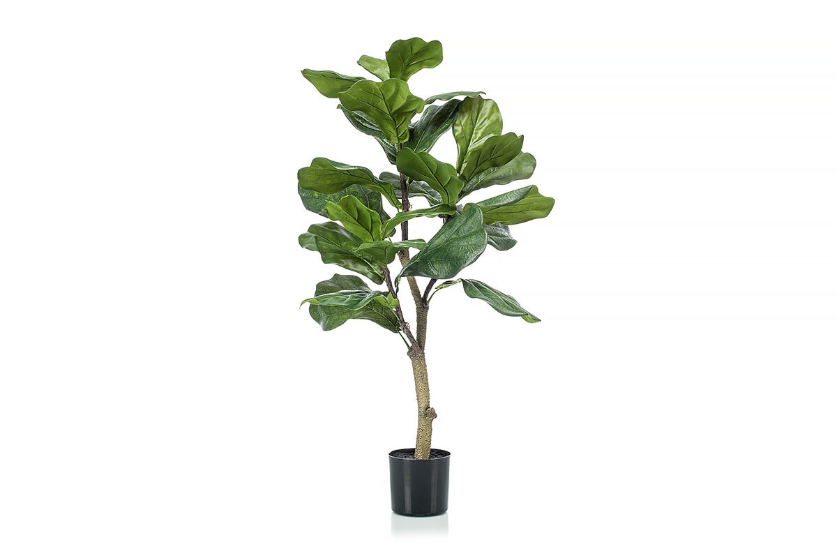 PL03 Ficus Lyrata Plant 90cm 423969