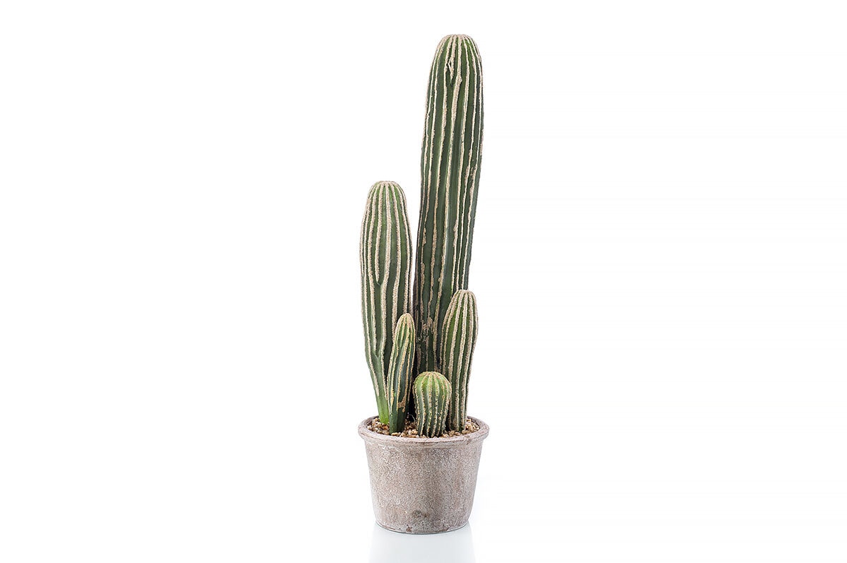 PL05 Cactus san pedro in grey pot 57cm 424641